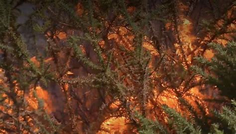 Incendios Forestales Gobierno Pide Terminar Discusi N Por Cifras De