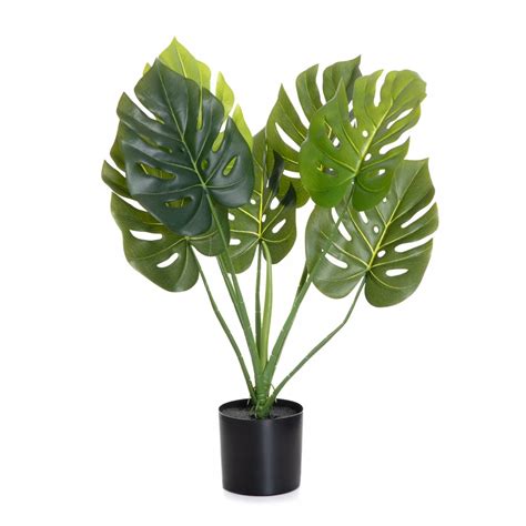 Roślina sztuczna TROPICAL ZONE monstera w czarnej donicy 75 cm HOMLA