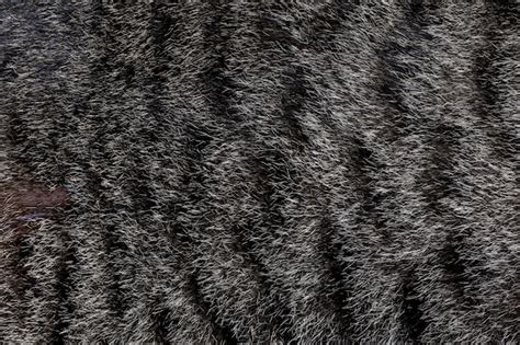 premium photo close  gray cat skin  cat  background
