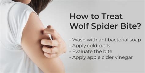 7 Home Remedies to Treat Wolf Spider Bite | Daily Health Cures