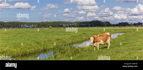 Panorama Of A Dutch Red And White Cow In Groningen Netherlands Stock