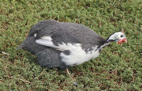 How To Raise Guinea Fowl A Complete Guide