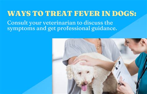 Fever in Dogs: Causes, Symptoms, and Treatment Guide — Vital Pet Life