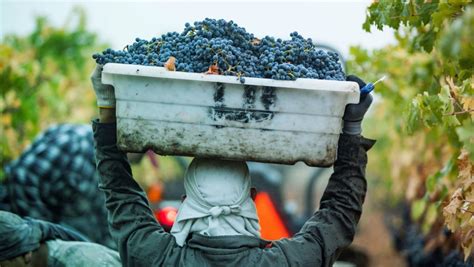 La Verdad Sobre El D A Del Malbec En Argentina Decepas