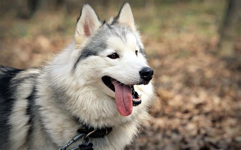 Dogs, Husky, Alaskan Malamute, Tongue, HD Wallpaper | Rare Gallery