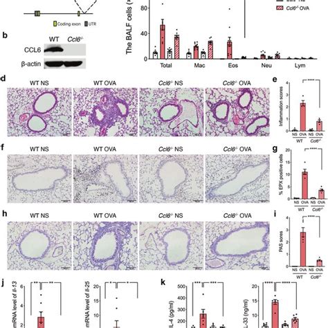 Ccl6 Deficiency Alleviates Ova Induced Eosinophilic Airway