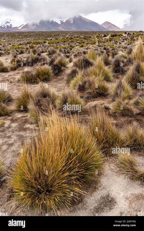 Landscape Near Lake Salinas Salt Lake Arequipa Region Peru Stock