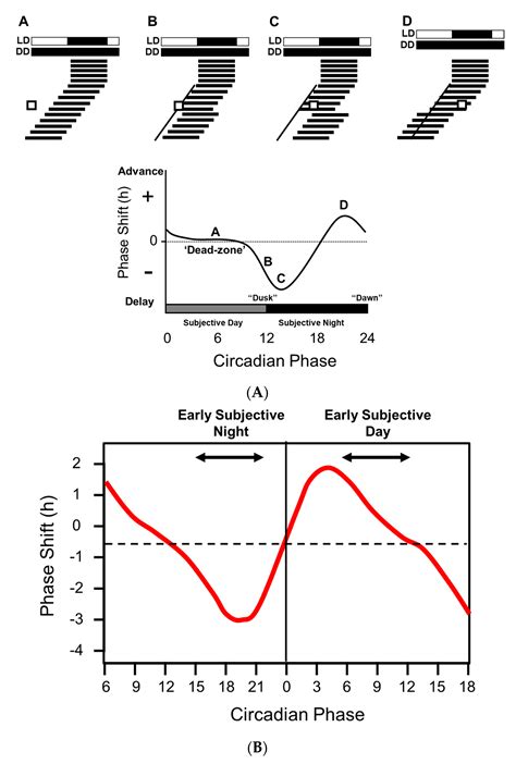 Circadian Lighting System Definition | Shelly Lighting