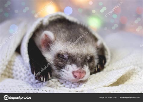 Cute Ferret Sleeping Adorable Pet Stock Photo by ©IrinaRinty 529371454