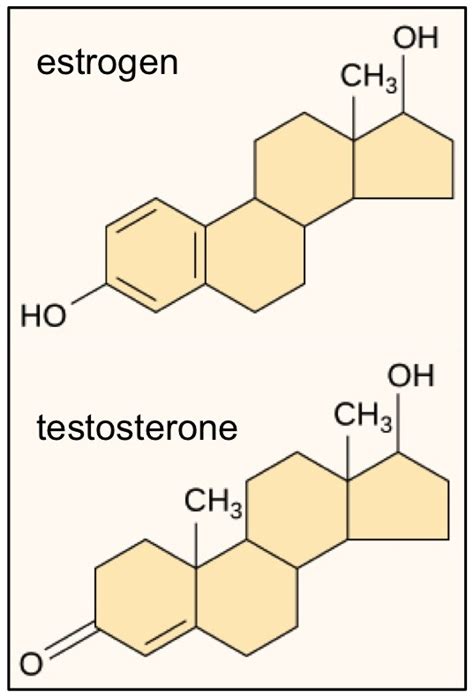 The Gallery For Testosterone Structure