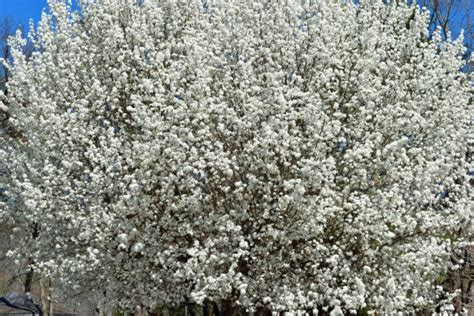 Dogwood Tree Flowers Free Stock Photo - Public Domain Pictures