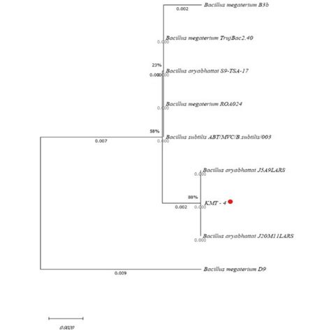 Phylogenetic Tree Of Bacillus Species Based On Analysis Of The 16s Rrna