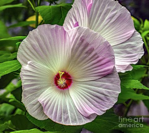 Dinner Plate Hibiscus Photograph By Bill And Deb Hayes