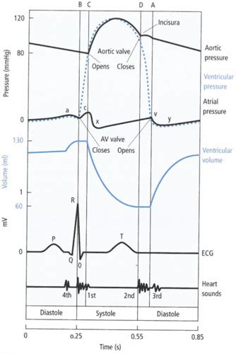 Lecture Remodelling Of Excitation Contraction Coupling Flashcards