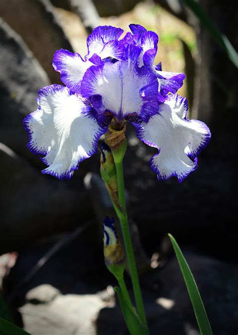 White With Purple Fringe Bearded Iris Photograph By Cynthia Westbrook Fine Art America