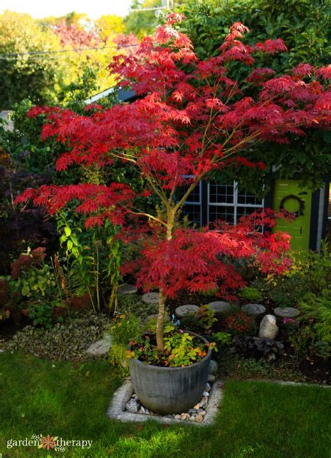 Potted Trees The Best Container Trees To Grow In Pots Garden Therapy