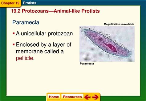 Ppt Chapter 19 Protists Powerpoint Presentation Free Download Id485288