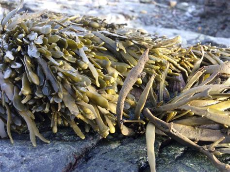 Ascophyllum Nodosum Temperate Reefs The Overlooked Reef Forming Species