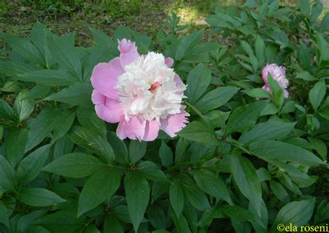 simeria arboretum ela roseni
