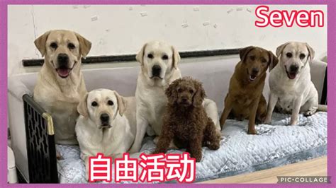 拉布拉多seven老四💕2024 8 6💕labrador Seven💕seven老四小迷糊 Queen 爱賽文一家 拉布拉多 💕