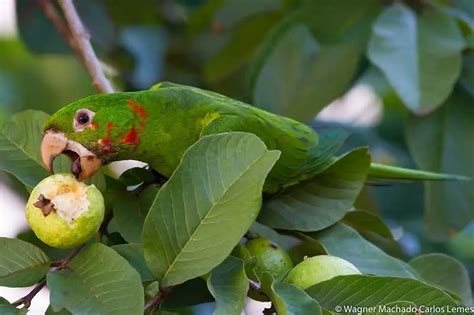 Parrots In Florida 17 Species With Pictures Bird Feeder Hub