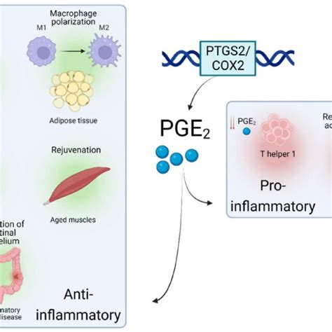 Roles Of Ptgs Cox Pge In Different Inflammatory Situations