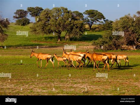 red hartebeest herd Stock Photo - Alamy