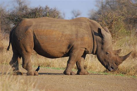 Rhinoceros Poaching In Africa