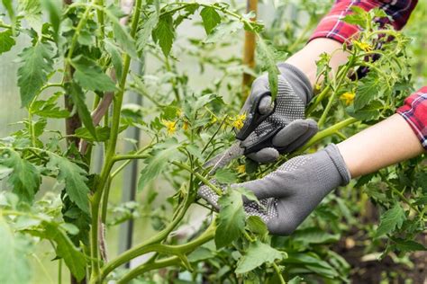 How To Grow Delicious Tomato Plants From Cuttings Minneopa Orchards