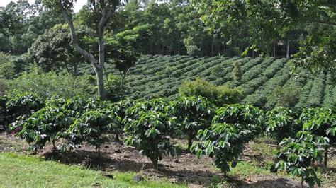 Las Mejores Marcas De Café De Costa Rica Despiste Café