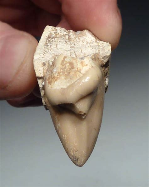 DINOCROCUTA FOSSIL TEETH TOOTH HYENA APEX PREDATOR FOSSILS