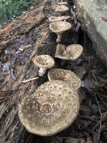 Lentinus Badius Inaturalist