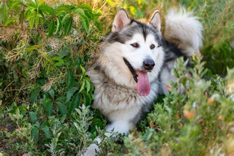 Conozca a la raza canina Alaskan Malamute antaño perros de trineo hoy