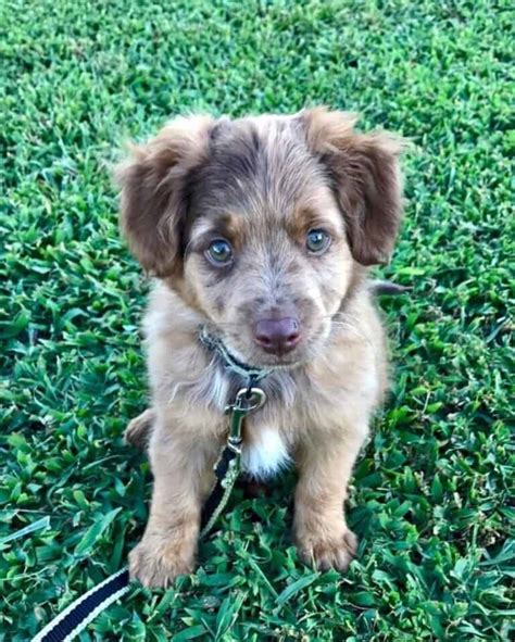 Australian Shepherd Goldendoodle Mix: Info, Pictures, Facts, FAQs & More