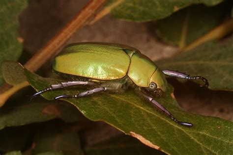 Jewel Scarab Beetle – Identification, Life Cycle, Facts & Pictures