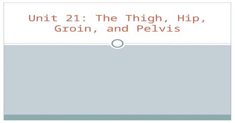 Unit The Thigh Hip Groin And Pelvis Anatomy Of The Pelvis