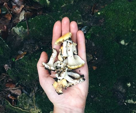 The Beginner’s Guide To Mushroom Hunting