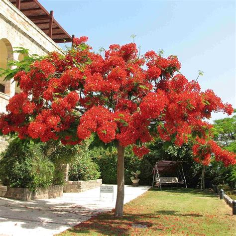 Royal Poinciana Delonix Regia 5 Semi Amazonit Giardino E Giardinaggio