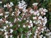 Abelia X Grandiflora Rovelli Ex Andr Rehder Biodiversidad