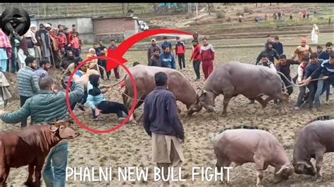 Phalni Today Bull Fight 🐂 Jammu And Kashmir Bullfighting Bullfinch