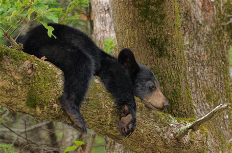 Sleepy Bear Cub Photograph by Charlie Choc