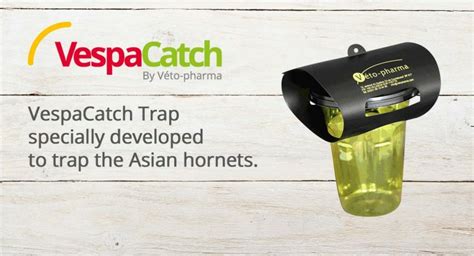 AN Asian hornet trap for every member - SOMERSET BEEKEEPERS ASSOCIATION