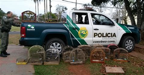 G1 Após denúncia anônima polícia apreende mais de 100 aves