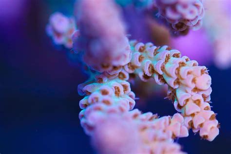 Acropora Selago Frag Box Corals