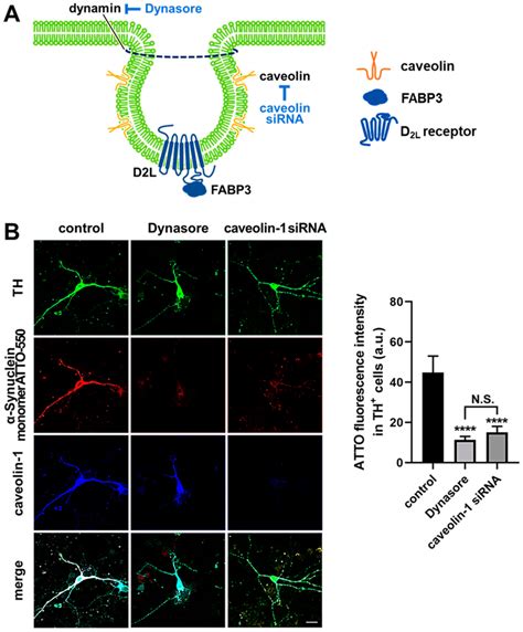 Schematic Illustration For The Inhibition Of Caveolae Formation And The