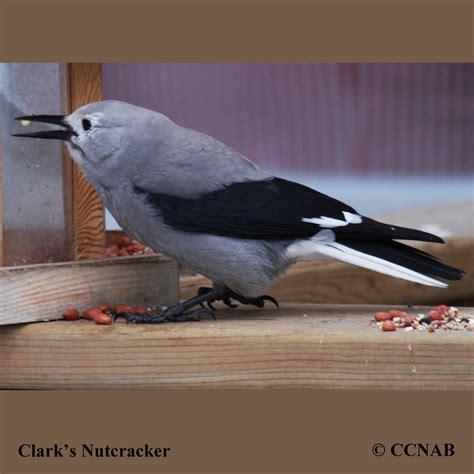 Clark's Nutcracker (Nucifraga columbiana) - CLNU