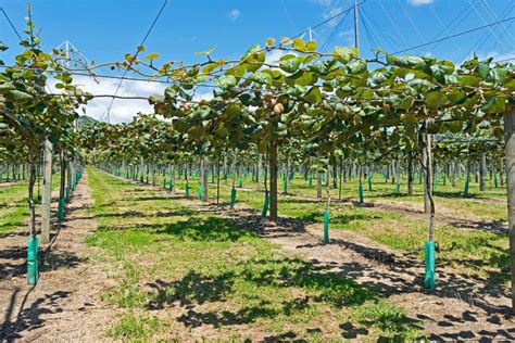 Kiwiarten sorten für den Garten Plantura