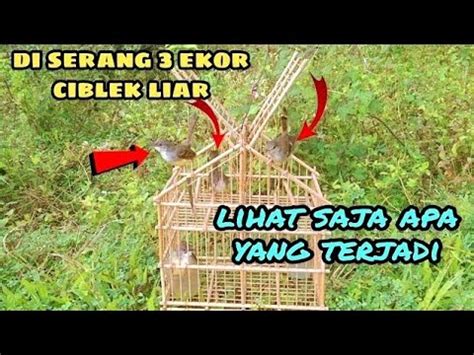 Mikat Ciblek Di Lokasi Ini Gak Nyangka Semua Ciblek Nya Fighter Youtube