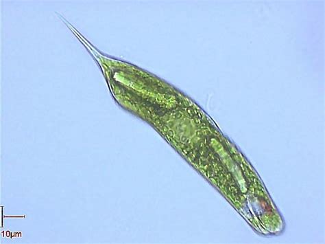 17 Best images about Kingdom Protoctista on Pinterest | Marine biology, Nature and Green algae