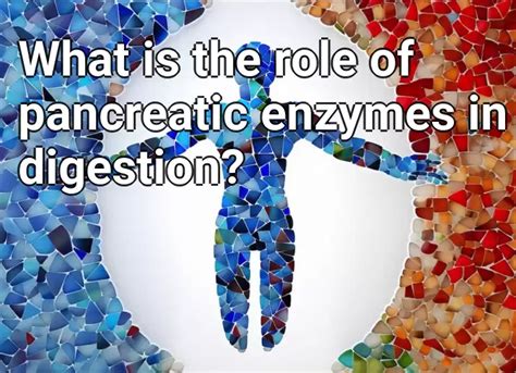 What Is The Role Of Pancreatic Enzymes In Digestion Lifeextension